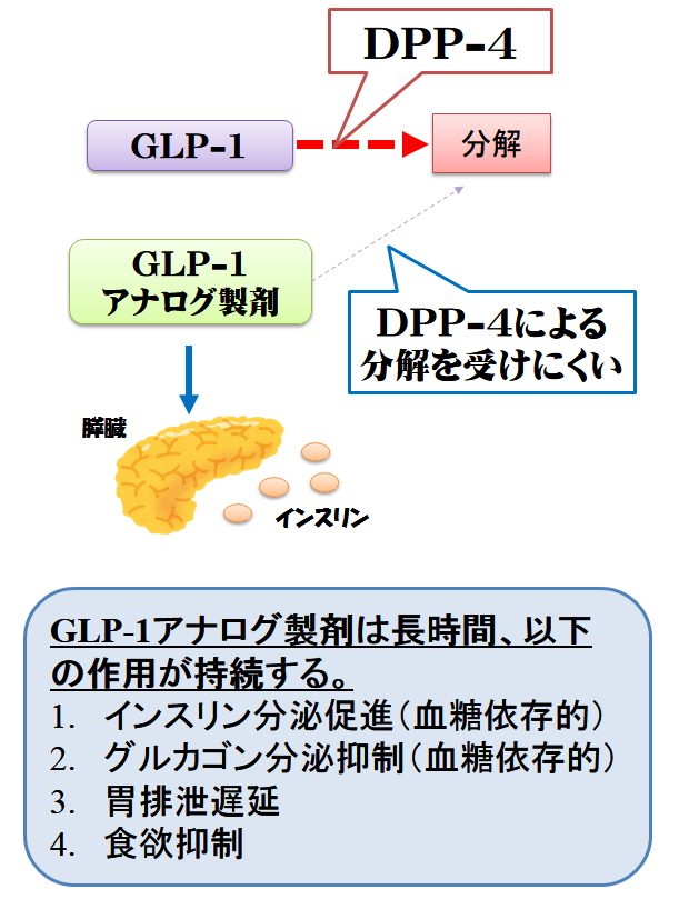 一覧 glp 薬 受容 1 作動 体