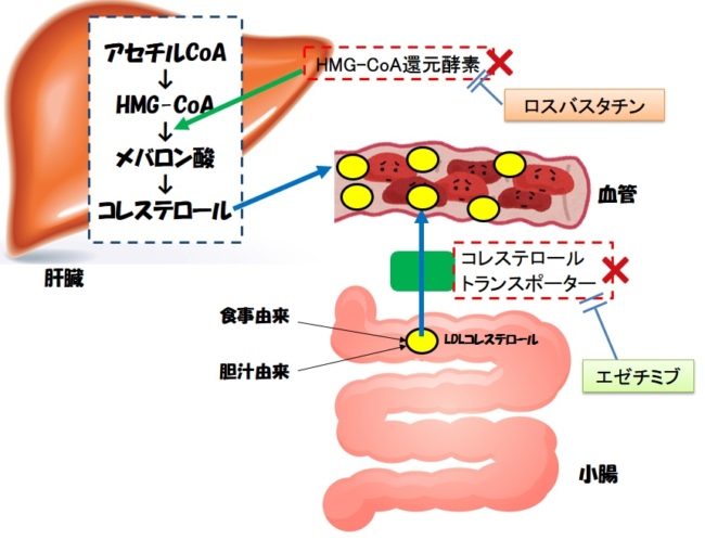 阻害 酵素 hmg 還元 薬 coa